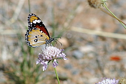 _igp4920.jpg